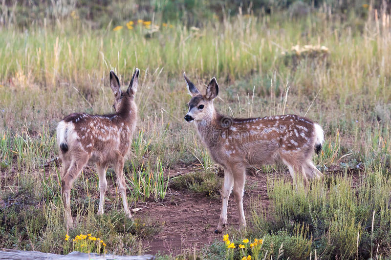 Photo of Factors Limiting Species Populations: 2