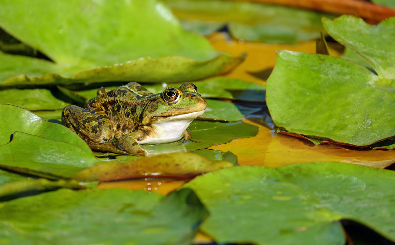 Photo of Endangered Species Act: Critical Habitats