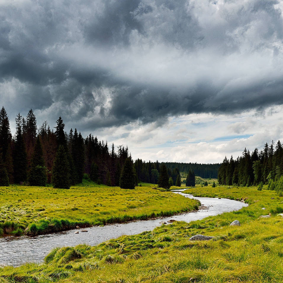 Photo of Riparian Zones and Buffers