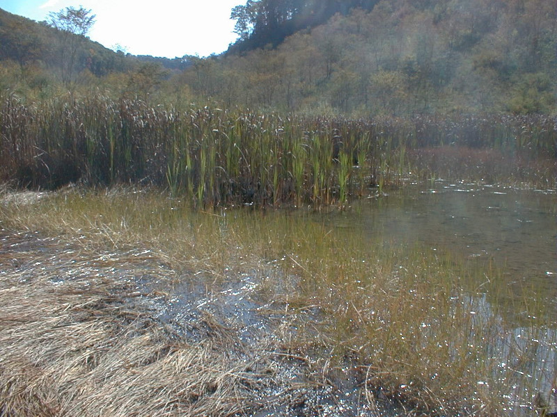 Photo of Introduction to Wetlands